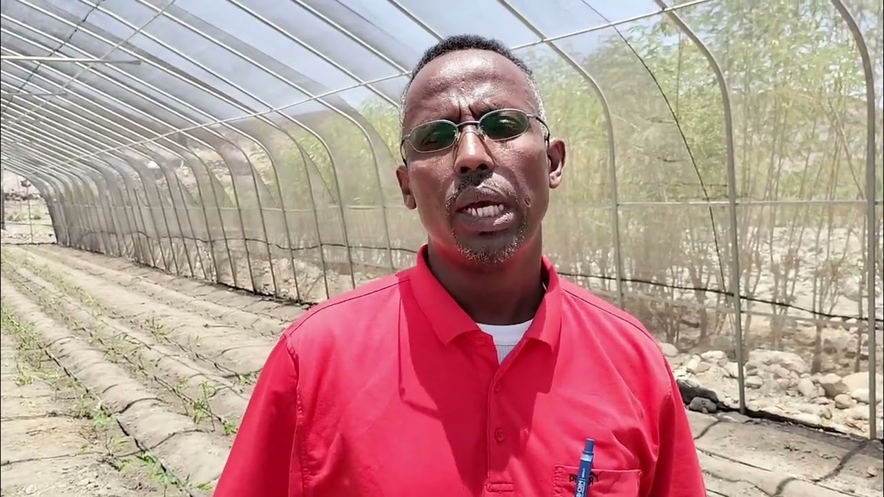 M. Abdelkader Doualeh - Production de la tomate