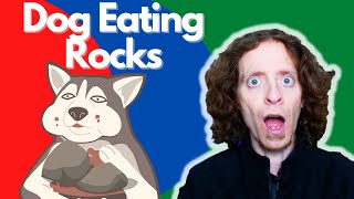 Why Is My Dog Eating Rocks | Veterinarian Explains