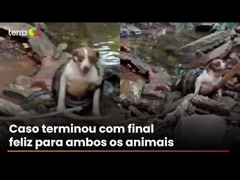 Sucuri de seis metros é flagrada enrolada em cachorra no interior de SP