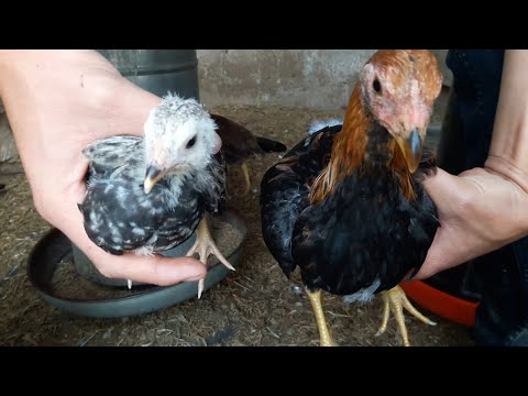 , title : 'Como hacer DESARROLLAR más RÁPIDO a los Pollos - (Consejos y más!) - Crianza de Gallos Finos🐓✅'