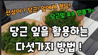 당근 잎 잘라서 이렇게 해보세요 산삼 안부러워요 활용하는 다섯가지 방법! #당근잎활용 #당근잎효능 #당근잎차…