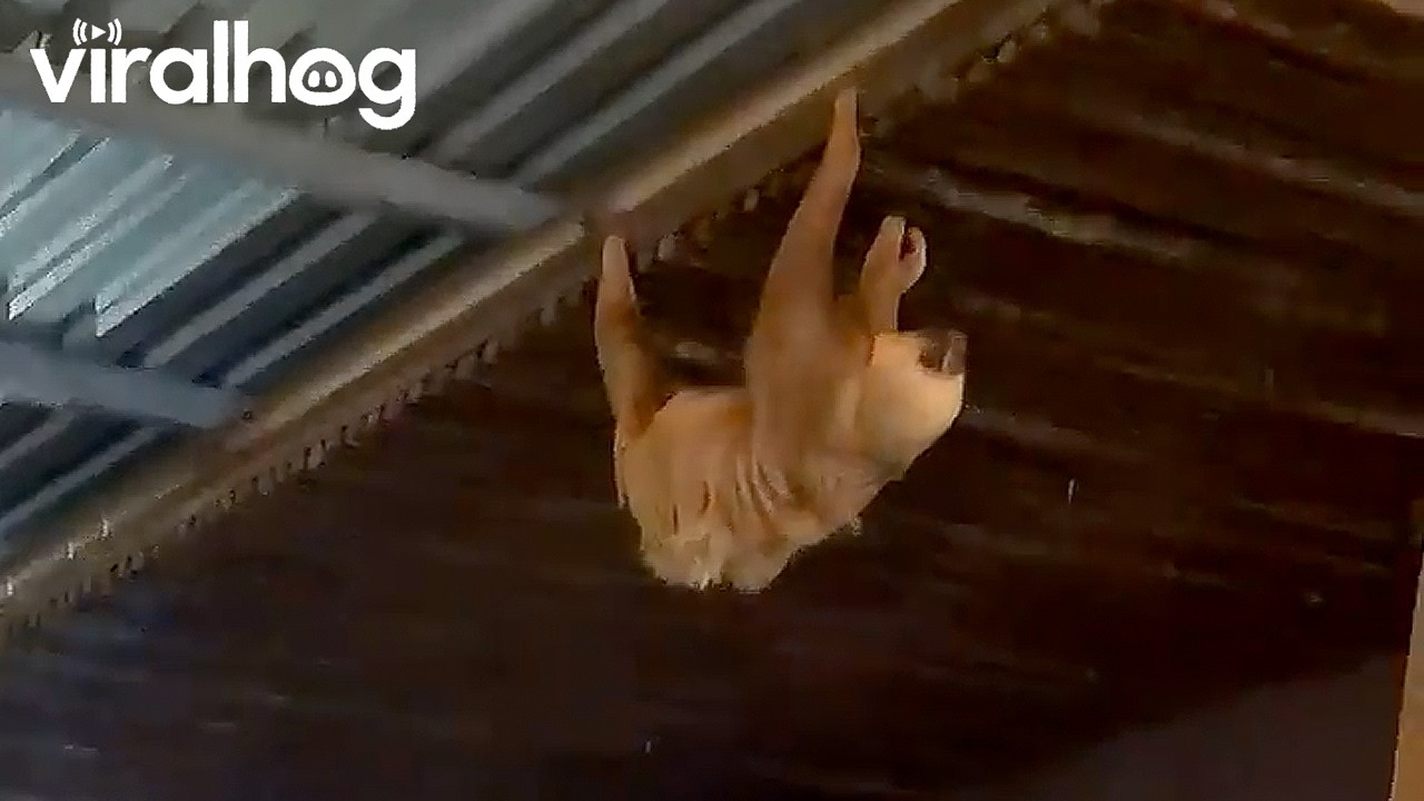 Sloth Entering the Restaurant || ViralHog