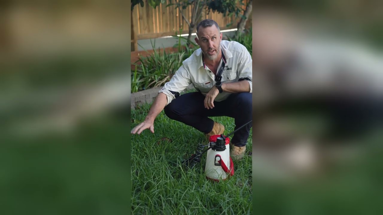 Nutgrass Treatment Application: Part 2