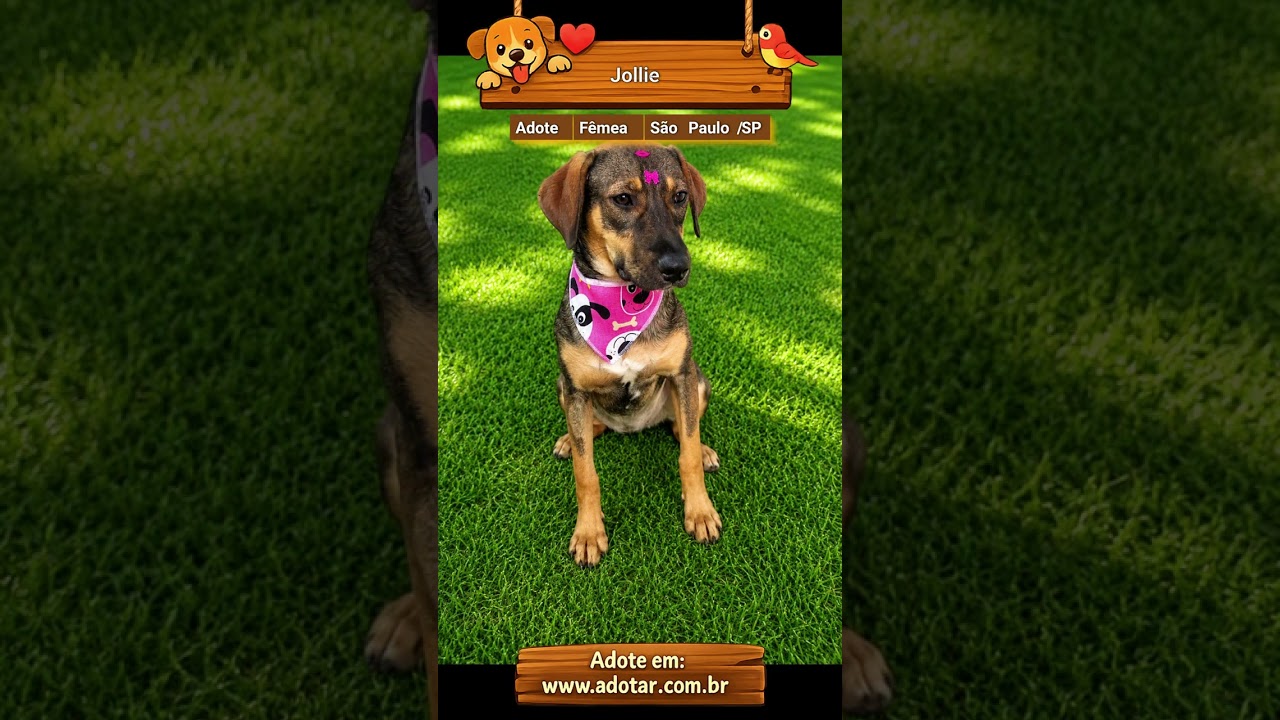 Cachorro raça SRD-ViraLata idade 7 a 11 meses nome Jollie 
