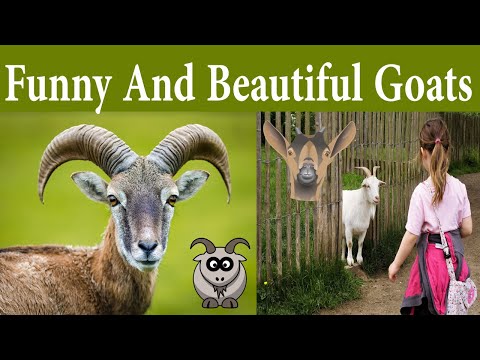 Best of Fainting Goats 🐐 Funny Goats Videos || Beautiful Goats||