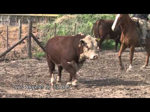 Toro S/ 13 035, Cabaña los Ángeles, remate 29/09/15