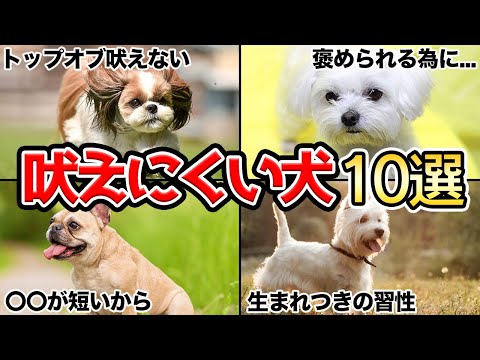 ほとんど吠えない犬種