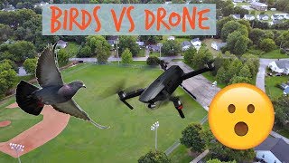 BIRDS ALMOST HIT THE MAVIC PRO!
