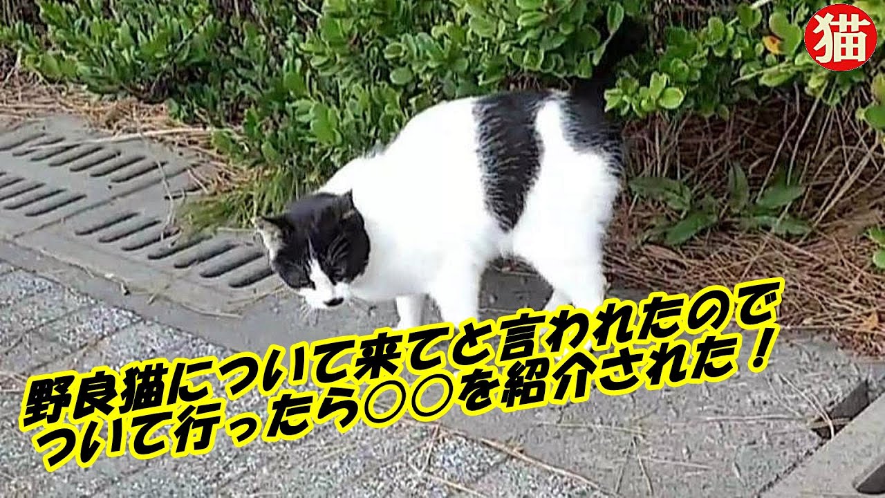 👀癒し猫動画・野良猫女子について来てといわれたので ついて行ったら○○を紹介された！招き猫ちゃんねる
