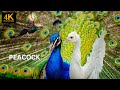peacock sings 4k. Beautiful animals