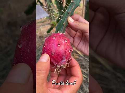 whitch is best tasty fruit according to you ❤️😋🥭🥑🍊🍐 #shorts​ #nature​ #fruit​ #garden​  #vegetables​