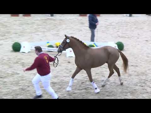 19_FS Champion de Luxe --- FS Mr Right