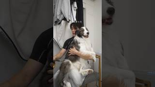 犬と二人暮らし退社後ルーティン