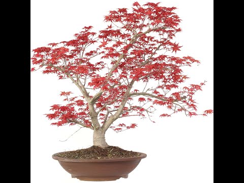 Japanischer Deshojo Fächerahorn, Bonsai, 20 Jahre, 75cm, OACEDES201-01