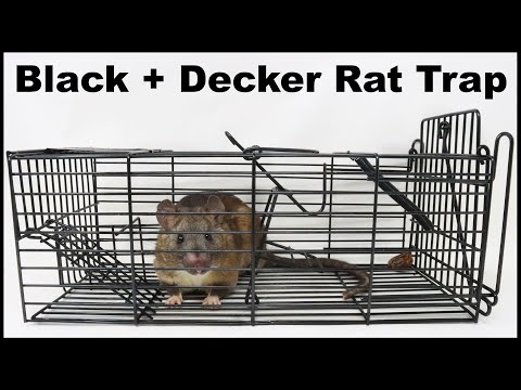 Best Cage Style Trap I have Ever Seen - Black+Decker Trap Catches Rats & Squirrels. Mousetrap Monday