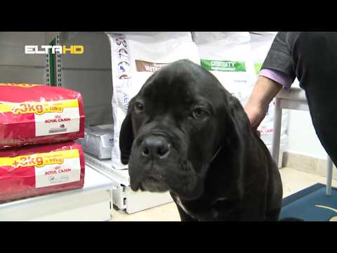 BL HRONIKA 23 01 18 - LOKOVET