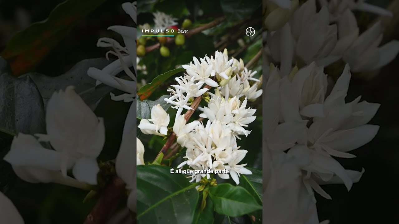 Florada Café | Impulso Minuto Ep. 05