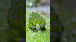 Sea sheep should be Pokémon! #wow #ocean #cute #underwater