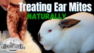 HOW TO TREAT EAR MITES AT HOME NATURALLY! Simple, easy way to treat ear mites in rabbits.