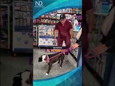 Oreo, la perrita que fue abandonada en la vía Duitama - Charalá y que fue encontrada amarrada