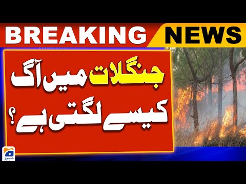 How Wildfires Start and Spread | Breaking news | 2 June 2024