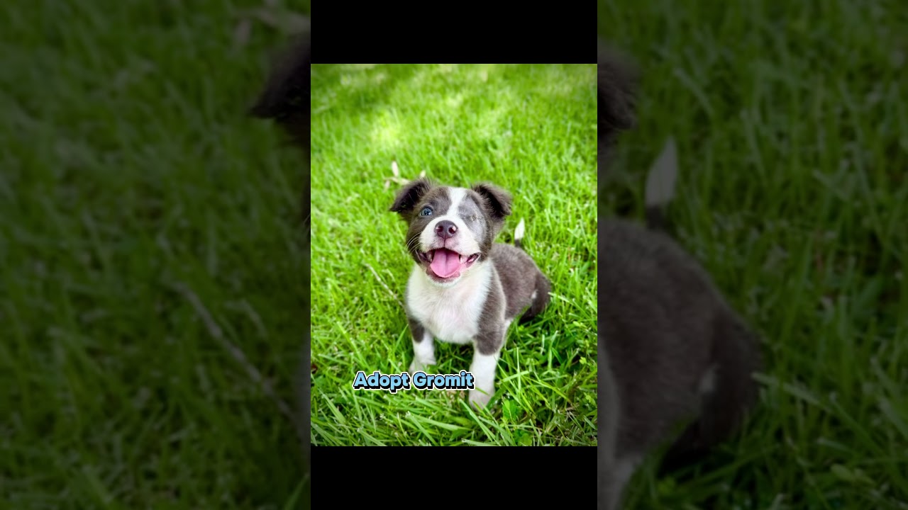 Gromit, an adopted mixed breed in Milton, FL video 4/6