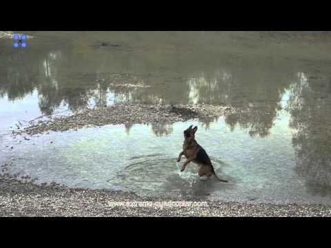 Drohne über Wasser spielt mit Hund