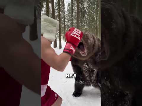 Russian man fights BEAR 😲 (@igor_1vanchenko) #viral #boxing #bear