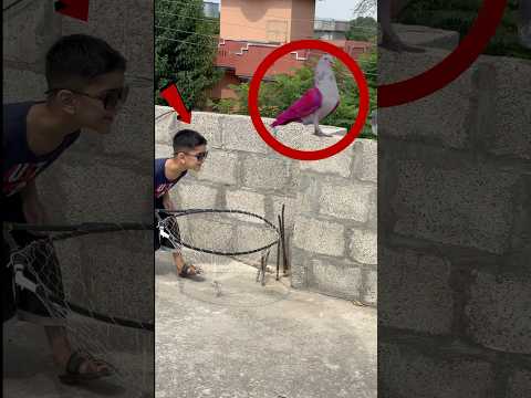 #Hashim Nay New Kabooter Ko Paker Liya | #pigeon #birds #kabootar #kabutar #trap #kabooter #trapeton