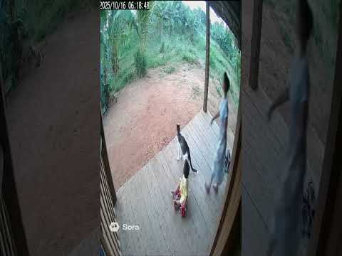 CCTV Cat save baby from elephant #ai #cute #racon #sora2