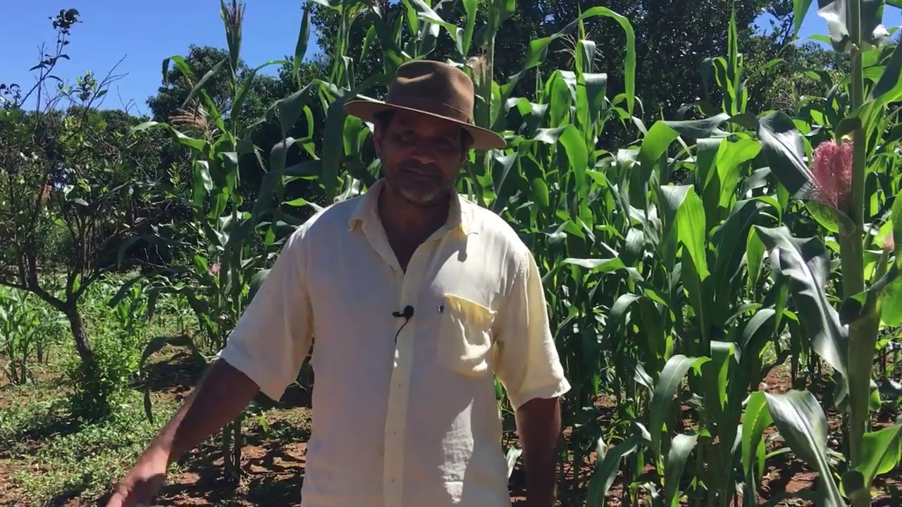 Como fazer plantação de milho caseira para pamonha