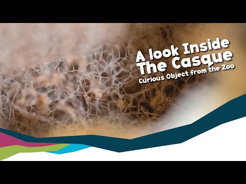 Inside a Cassowary's Casque - Curious Object from the Zoo