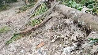Download lagu Pokok kelapa sawit tumbang lagi mp3 Download lagu Pokok kelapa sawit tumbang lagi mp3