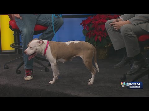 Meet Lucy, the loving K-9 - YouTube