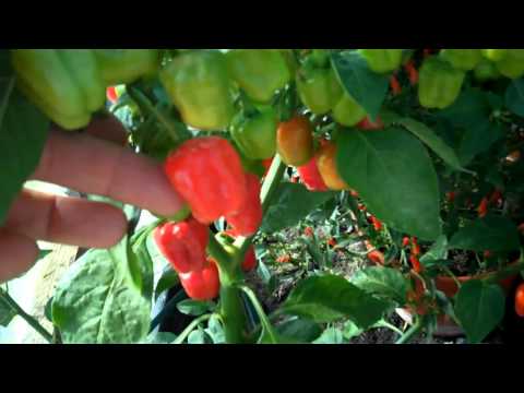 download lagu mp3 mp4 Bell Shaped Chili Pepper, download lagu Bell Shaped Chili Pepper gratis, unduh video klip Bell Shaped Chili Pepper
