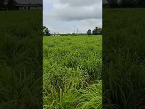 Citronella Perfume oil