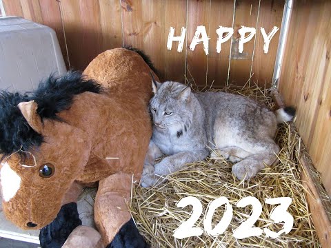 Max Canada Lynx Happy 2023