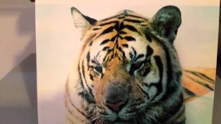 Saint Etienne "Pale movie"