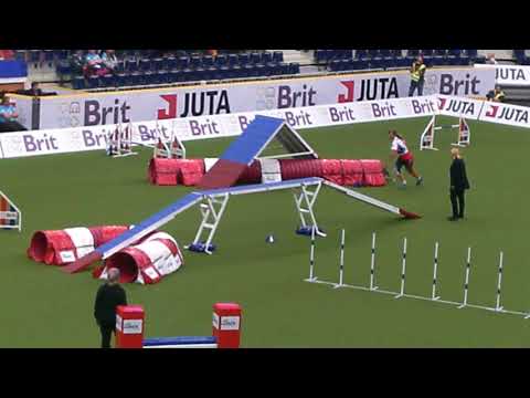 2017 AWC Large Dog Team Agility - Canada, Australian Kelpie