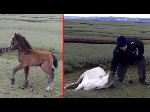 Wildes Pony verhakt ihren Huf in der Mähne - Die Retter sind Fassungslos!