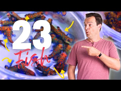 How Many Fish Can You Put In A Saltwater Aquarium?