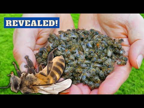 Who KILLED These Honeybees? [Philanthus triangulum]