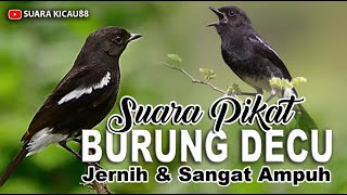 Download lagu SUARA PIKAT BURUNG DECU, JERNIH DAN AMPUH mp3