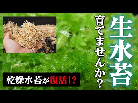 ミズゴケの育て方の違い 緑のカーペット 湿気の多い環境 植物 高い茎