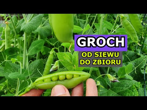 Growing Peas FROM SOWING TO HARVEST - sowing, supports, watering, topping, harvesting peas