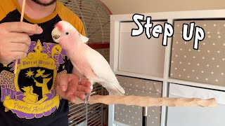 Training a Nervous Major Mitchell's Cockatoo to Step Up!