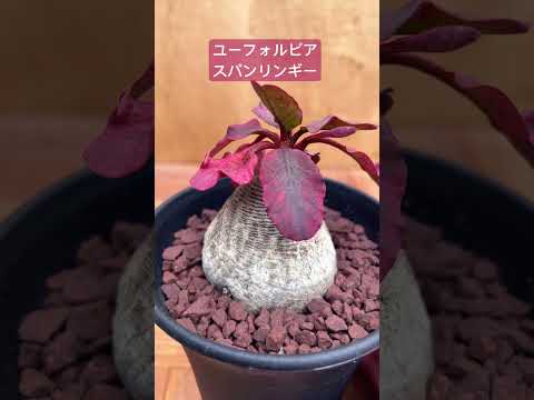 園芸 ユーフォルビア・ペンタゴナ