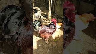 Galo red Rhodes Island #rhodesredisland#chicken