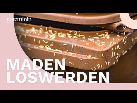 Maden in der Küche: Diese Tipps helfen dagegen