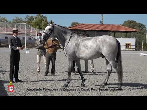 201017 15 Mata Ladrões - Aprovação de Garanhões